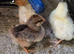 Chicks available mix breed