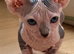Sphynx