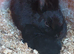 Pair of Netherland dwarf bunnies