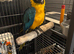 Blue and gold macaw 9months