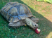Tortoise
