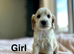 Cockapoo puppy ready to leave us from 30th June