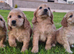 Lovely Apricot cockapoos £475