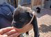 Patterdale pups
