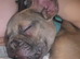 French bulldog male looking for a new home