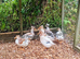 Trios Crested Bantam Ducks aka Crested Miniature Appleyard