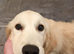 Kc reg Golden retriever female