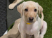 Ready to leave labrador puppies 1 girl available