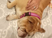 Female english bulldog