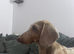 2yo Loki needs a home