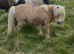 Imphs registered mare
