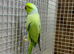 Green ring neck