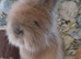 2 beautiful Angora Babies Ready now