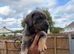 Cane corso pups
