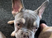 7 month old Male frenchie