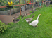 i have geese