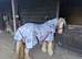 Beautiful Skewbald Mare, 6 years old, 13'1
