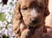 Champion bloodlines F1 puppies