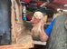 Young ferrets for sale