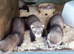 Female Baby Ferrets - 2 for &pound;100