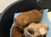 Puppies