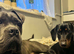 Cane corso for sale