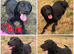 Chocolate/Yellow/Black KC Registered Labrador Retrievers