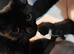 4 kittens ready in 4weeks
