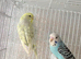 Baby budgies