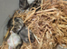 Baby Russian draft hamster boys