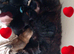 6 KC Registered Chow Chow Puppies