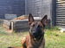Belgian shepherd for sale