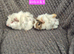 Guine Pigs looking for new homes
