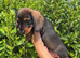 Wirehaired dachshunds Teckel pups