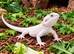 BEARDED DRAGONS