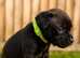 Staffordshire bull terrier pups