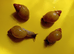 ZANZIBAR GIANT AFRICAN LAND SNAILS