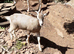 Toggenburg Goat Doelings - Father Pedigree.