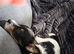 1 year old Biewer Terrier