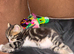 Kittens for sale