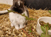 CUTE BUNNY AHEAD