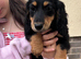 Kc reg mini dachshund