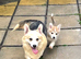 Corgi puppy girl for sale