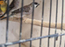 finches