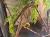 ZOO MED REPTI BREEZE SCREEN TERRARIUMS