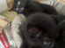 Ragdoll x kittens