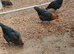 Olive egger hens