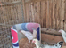 Light sussex and white leghorn hybrid hens