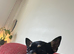 Black & Tan chihuahua Pup
