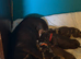 2 BOYS left READY NOW